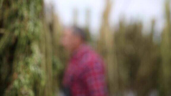 一个老人走在满是大麻植物的温室里