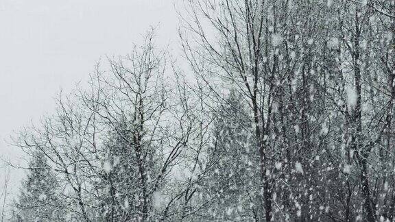下雪在树