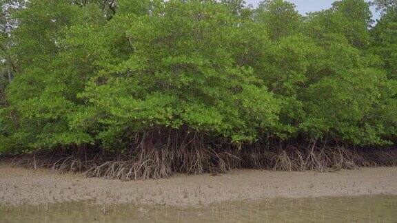在马来西亚恩多的低潮浅水沙滩拍热带红树林森林树木根气根和气根