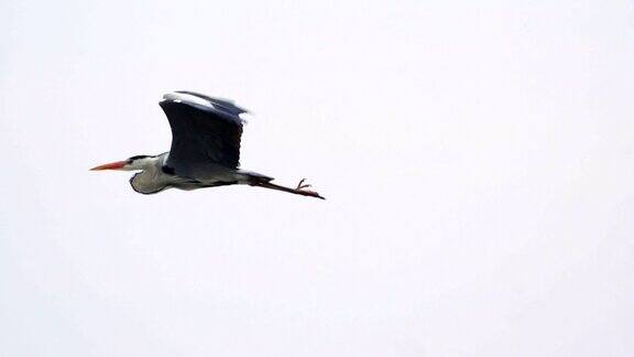 慢镜头:在一个多云的春日一只鸟苍鹭在天空中飞翔