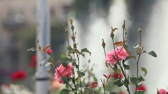 美丽的粉红色的玫瑰在城市广场附近的喷泉阳光明媚的夏日微风动态场景色调视频50fps
