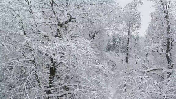 航空:雪树