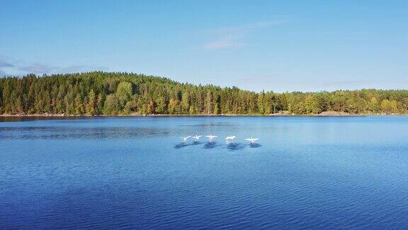 白色的天鹅在蓝色的湖面上飞翔鸟瞰图卡累利阿共和国俄罗斯