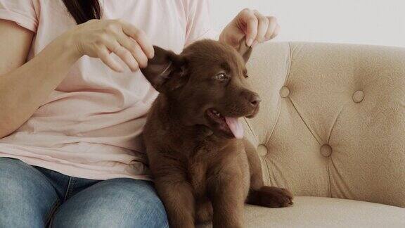 一个年轻女子在沙发上玩她可爱的拉布拉多小狗的耳朵