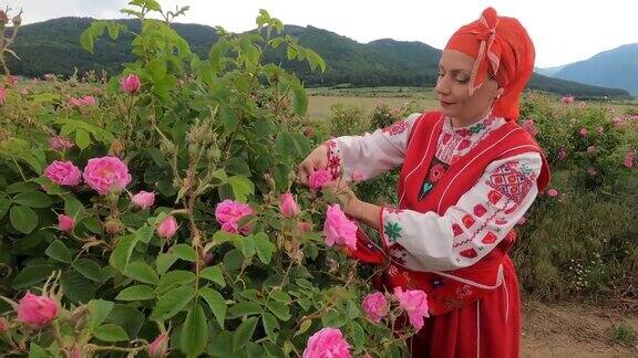 穿着传统保加利亚服装的中年妇女在农田里采摘玫瑰玫瑰采收精油生产