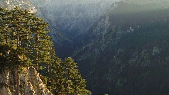 无人机拍摄的松树覆盖的山坡和山谷