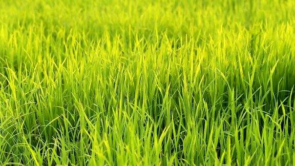 风吹着田野里绿色的稻叶