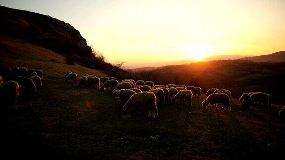 暮色中一群羊在山上吃草