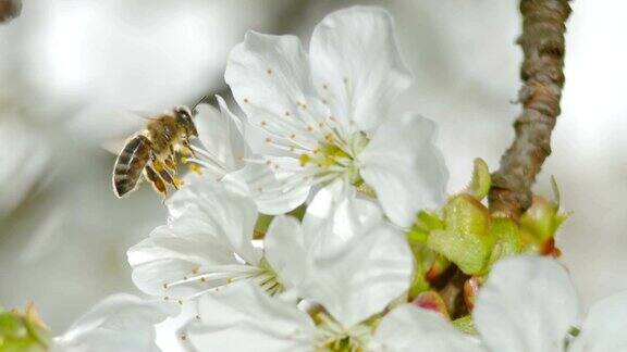 一只蜜蜂在阳光下降落在一棵樱桃树上的白色花朵上