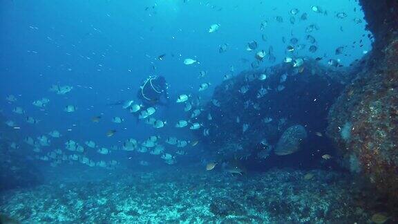 水下场景有两条条纹鲷鱼一条石斑鱼和一名潜水员
