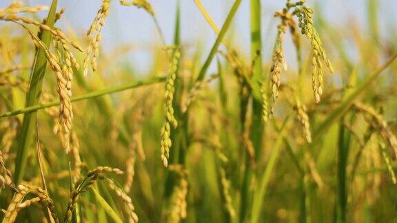 泰国北部的稻田