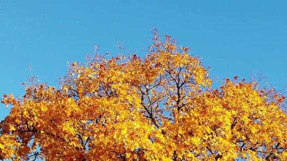 黄色的枫树秋叶映衬着蓝天的慢镜头