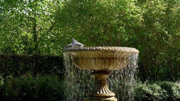 鸟浴在伦敦摄政公园大道花园