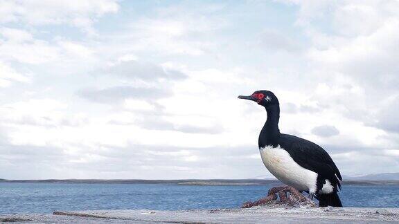 RockShag也被称为麦哲伦鸬鹚(Leucocarbomagellanicus)在福克兰群岛(IslasMalvinas)海岸南大西洋