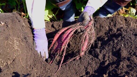 农民在田地里挖红薯特写