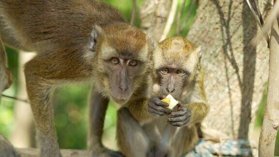 猴子在树枝上吃香蕉