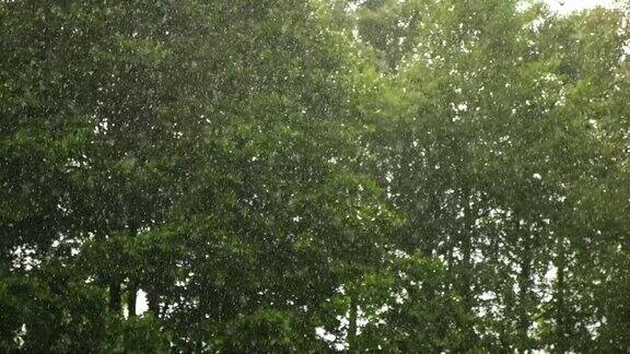 大雨绿树上的夏雨草地背景特写镜头森林里的雨天多雨的天气热带暴雨自然背景极端天气状况冰雹和雨阳光