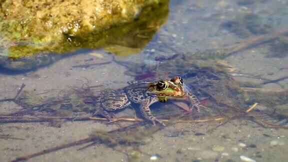 青蛙坐在浅池塘里