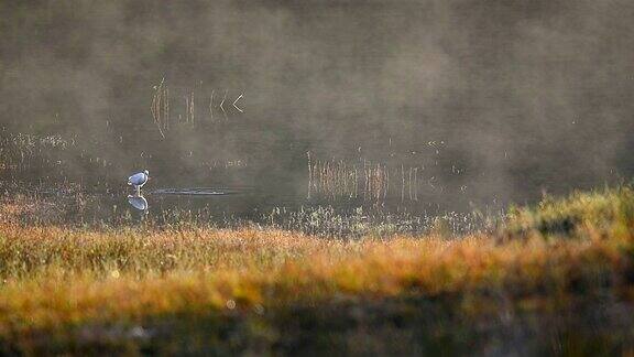 早晨水鸟在湖里吃鱼的慢镜头野外动物野外生活动物