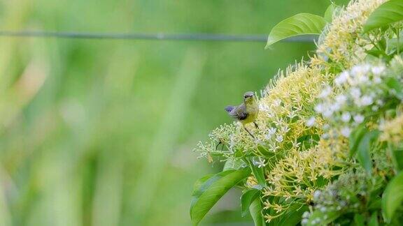 小鸟在花丛中寻找花蜜
