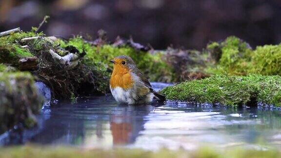 罗宾在森林的池塘里洗澡