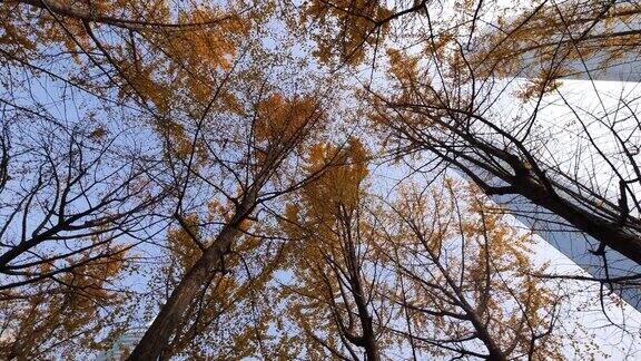 低角度旋转拍摄明媚秋日的银杏树林