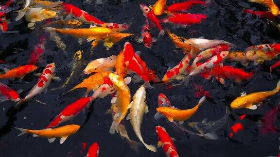 五彩缤纷的锦鲤映着树影一群各种色彩鲜艳的大型锦鲤或日本锦鲤在鱼塘里游泳