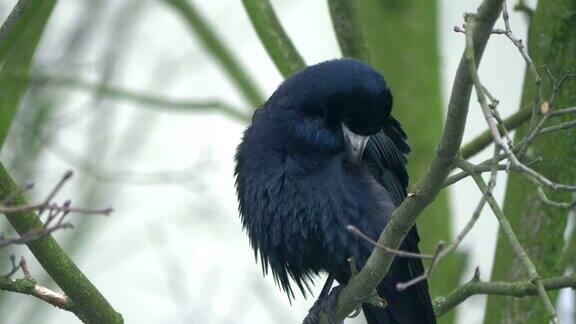 冬天乌鸦坐在树上4k慢镜头60帧秒