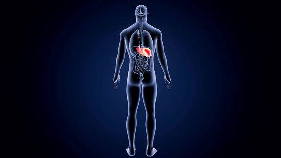 人的肝脏和器官