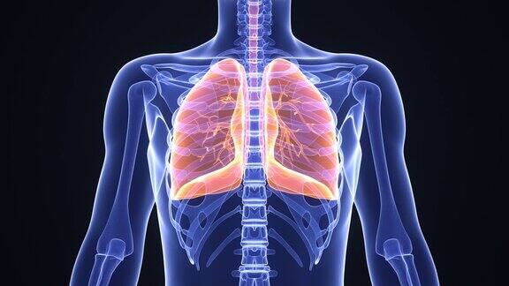 一个健康呼吸的人的医学3d动画