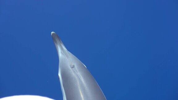 海豚在帆船前清澈湛蓝的水中嬉戏