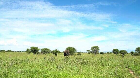 4K慢镜头非洲大象的白色象牙拍打着耳朵