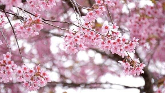 樱花或樱花树