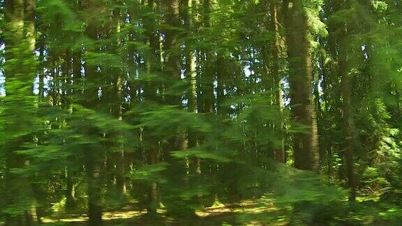 德国混合森林跟踪镜头