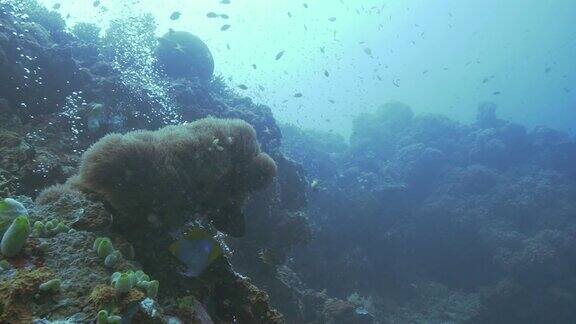 鱼游泳在水下的珊瑚礁背景和气泡从潜水员