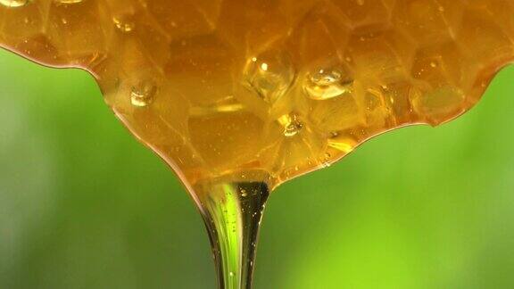 蜂蜜从蜂巢中流出