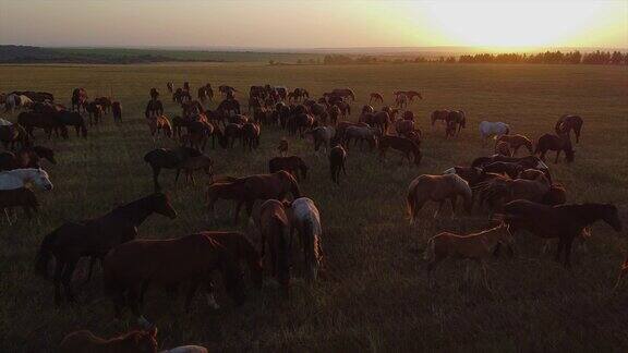 一群马在日出的田野上鸟瞰吃草
