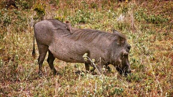 非洲疣猪在吃草的时候会受惊