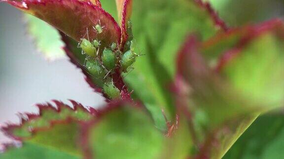 蚜虫是一种吸汁液的小昆虫影响玫瑰的昆虫通常被认为是害虫在花园里使用杀虫剂保护玫瑰免受害虫和疾病