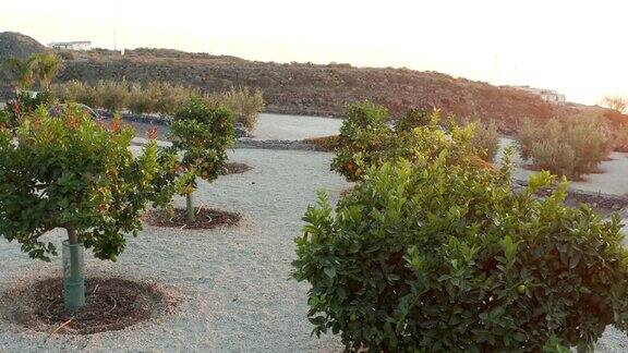 西班牙山坡上的柑橘园