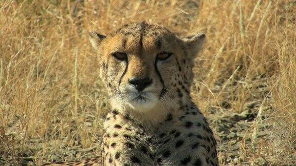 猎豹-Gepard2