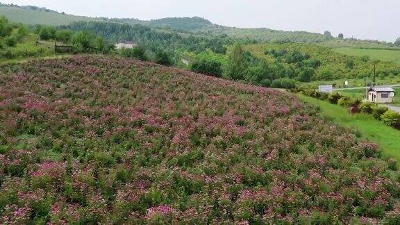 紫锥菊(紫锥菊)领域鸟瞰图