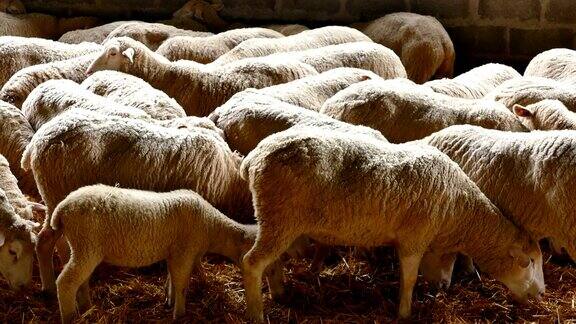 一群绵羊和小羊羔