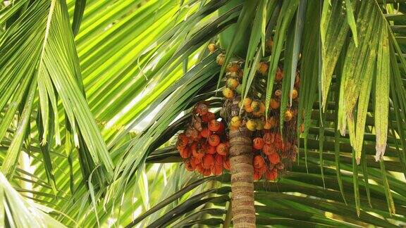 印度果阿槟榔棕榈在背景绿色的叶子