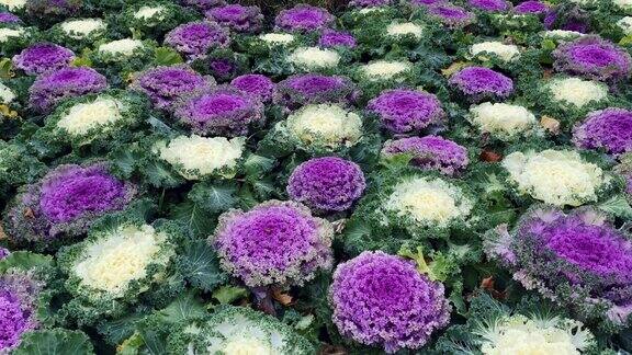公园里有紫色和白色的观赏装饰白菜