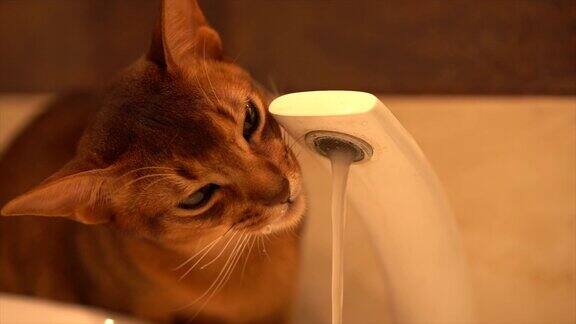 阿比西尼亚可爱的猫正在喝水的慢镜头