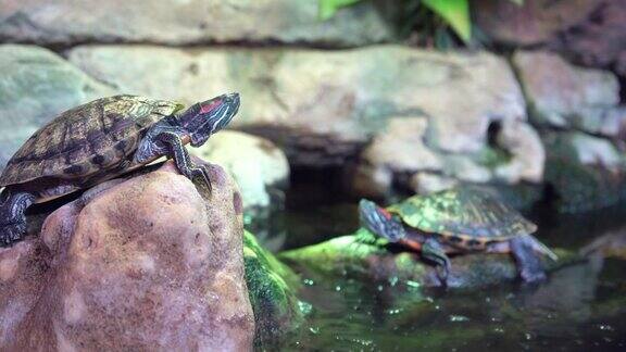 乌龟在水里