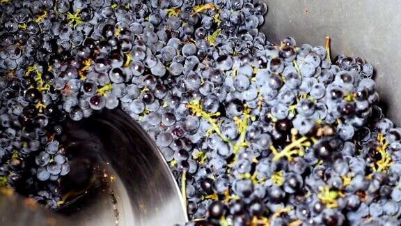压榨紫葡萄-意大利南部的酿酒-慢动作