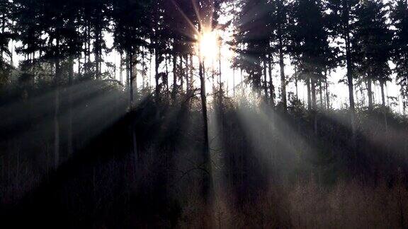 阳光和阳光在松林