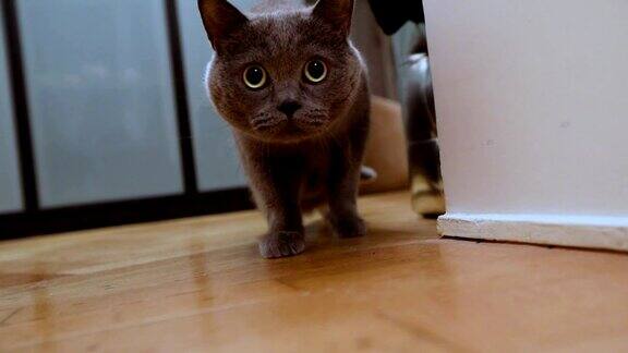房间里的英国猫公寓里的灰色英国猫苏格兰猫在房间里走来走去偷偷摸摸地沿着走廊看着摄像机特写镜头